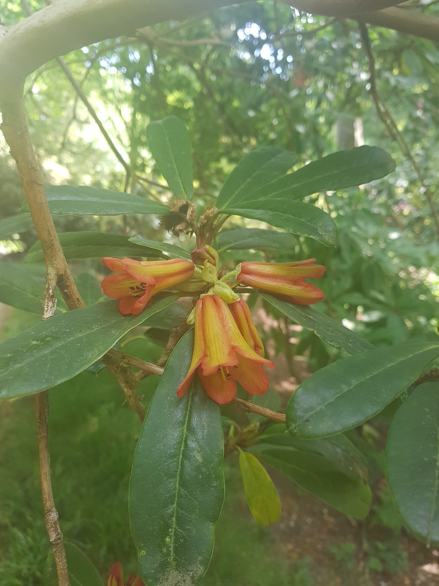 R. neriiflorum ssp. phaedropum